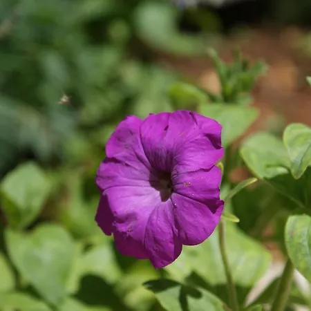 Jurjevic Apartamento